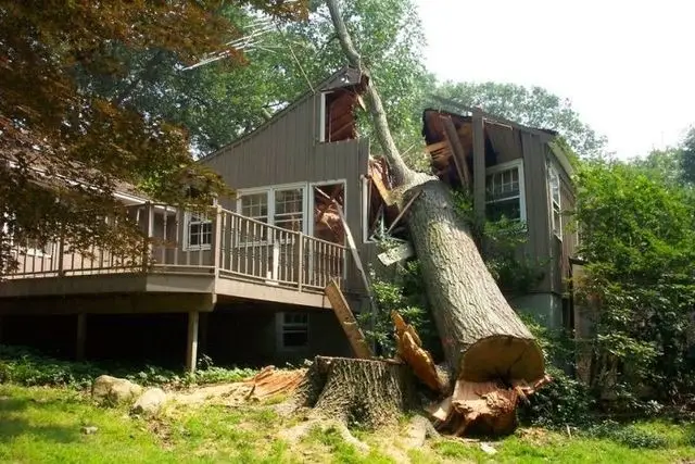 Tree Fell on the house