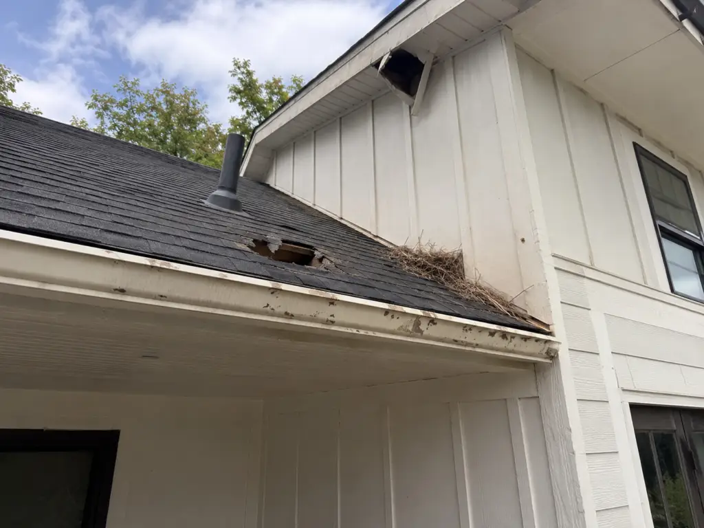 animal roof damage signs