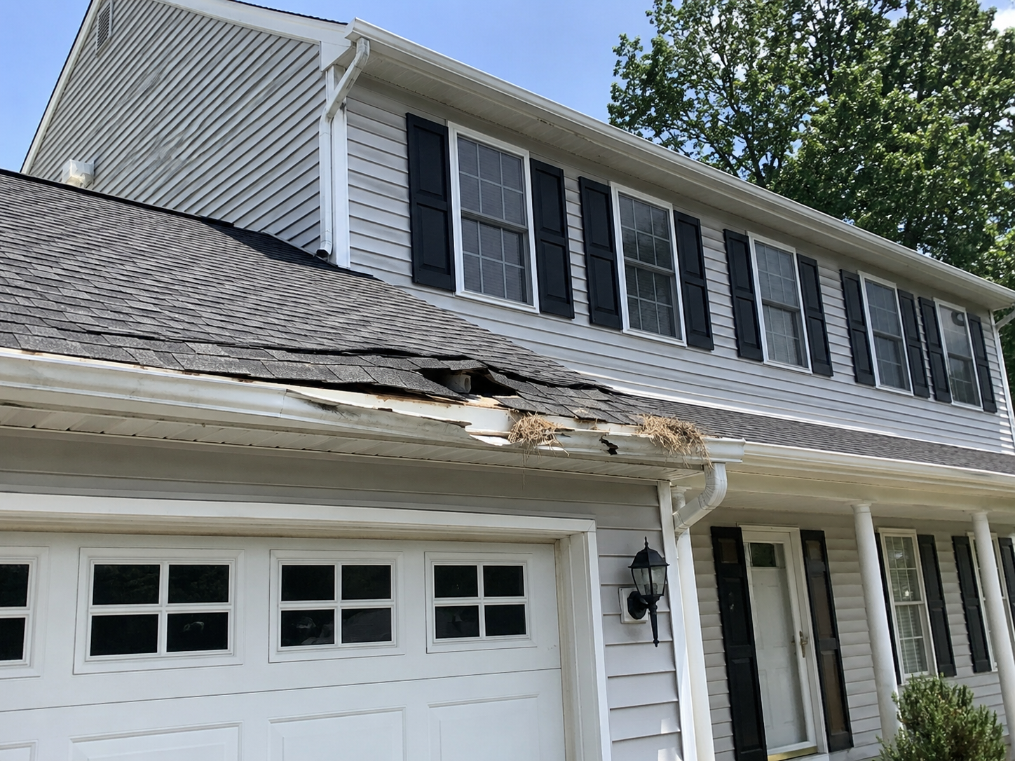 animal roof damage signs