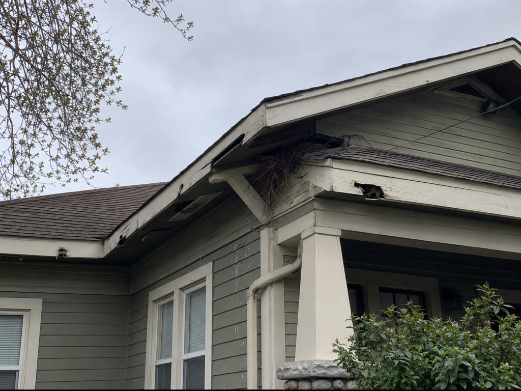 animal roof damage signs